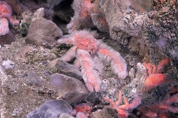Studi dunia hewan terbaru menemukan lima spesies baru lobster jongkok, salah satunya yang ada di gambar ini: Munidopsis girguisi dari California.
