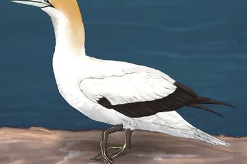 Rekonstitusi oleh seniman atas individu Morus sp. dari Praia do Penedo Norte, Portugal.