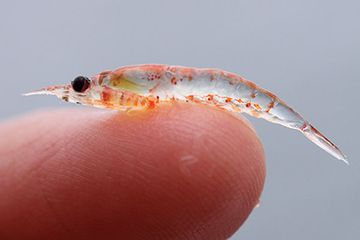 Krill individu kecil, tetapi paus bungkuk mengkonsumsi sejumlah besar dari mereka.