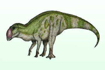 Rekonstruksi dinosaurus paruh bebek Aquilarhinus palimentus, dinosaurus hadrosaurid dari Formasi Aguja.
