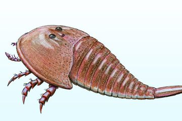 Rekonstruksi kehidupan kalajengking laut hibbertopterid.