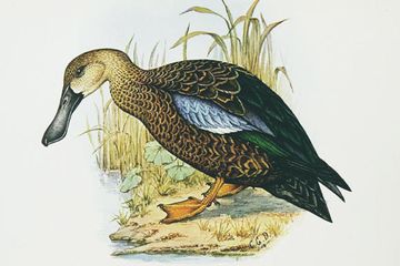 Ahli Paleontologi Menemukan Spesies Baru Bebek Purba di Ukraina