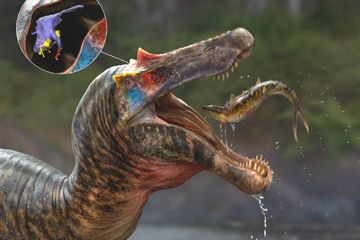 Rekonstruksi Otak: Spinosaurus  Terspesialisasi untuk Menangkap Ikan