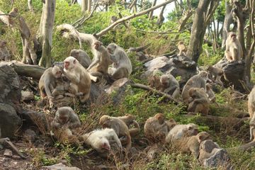 Jaringan sosial kera yang saling merawat di Cayo Santiago.