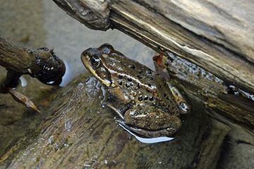 Katak Cascade (Rana cascadae) adalah salah satu katak karismatik yang digunakan dalam analisis para peneliti untuk mengukur kelangkaan spesies.