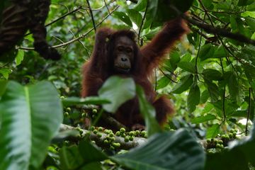 Konsesi Kehutanan dan Kabar Orangutan di Bentang Alam Wehea-Kelay  