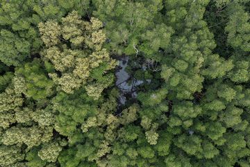 Pemandangan dari atas hutan mangrove Pandang Tak Jemu di Kampung Serip, Nongsa Batam. Hutan mangrove ini terdiri berbagai spesies dengan usia ratusan tahun.