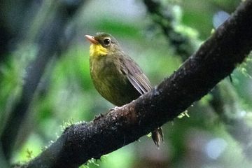 Dunia Hewan: Burung Kicau yang Hilang Ditemukan Kembali di Madagaskar