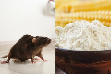 Cuma Sama 1 Tepung Ini Tikus Takutnya Setengah Mati, Tinggal Dicampur Susu dan Taruh di Lantai Bisa Bikin Tikus Lenyap dari Rumah