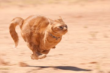 Perilaku random atau acak kucing disebut zoomies, ketika mereka berkelintaran tanpa tujuan yang jelas.