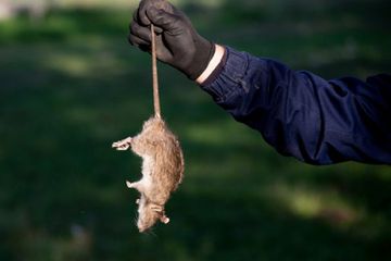 5 Bahan Ampuh Penghilang Bau Bangkai Tikus, Cukup Letakan Bahan Ini Bikin Bau Langsung Lenyap dalam Waktu Singkat