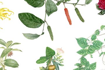 Misi Narawandira dalam Seni Lukis Botani, Memuliakan Ragam Puspa Keraton Yogyakarta 