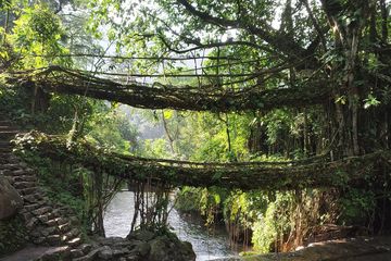 Menapaki Jembatan Akar Hidup di Meghalaya, Warisan Leluhur nan Memukau