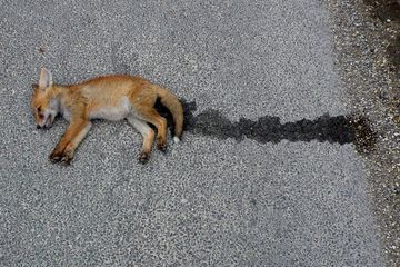 Kasus roadkill atau kematian hewan akibat ditabrak di jalan. Gambar ini mencontohkan rubah sebagai korban roadkill.