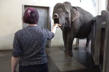 Pang Pha, gajah asia betina di Kebun Binatang Berlin mampu mengupas pisang. Kemampuan ini terbilang kompleks bagi gajah.