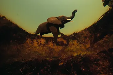 Dalam pemandangan dari bawah perairan Delta Okavango di Botswana, seekor gajah afrika membunyikan terompetnya (belalainya) saat bermain. Gambar ini muncul di majalah National Geographic edisi Desember 2004. Hampir separuh gajah sabana yang tersisa di benua Afrika hidup di Botswana, sebagian besar di