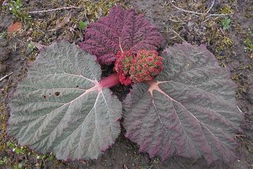 Rheum salah satu genus tanaman herba perennial dari famili polygonaceae