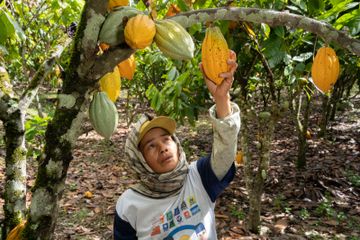 Seorang pekebun tengah memanen buah kokoa di Cagar Biosfer Lore Lindu, Sulawesi Tengah.