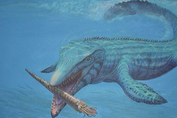Para paleontolog menyingkap mosasaurus yang memiliki gigi menyerupai obeng di Maroko. Apakah temuan ini spesies baru hewan purba ini?