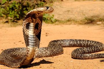 Penza jinsiy aloqa partiyasi