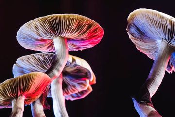 Misteri Jamur, Mengapa Berkeringat untuk Mendinginkan Tubuh?