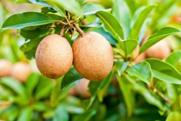 Coba Petik Segenggam Daun Sawo Lalu Rebus dan Minum Airnya Hangat-hangat, Jangan Kaget Kalau Seumur Hidup Tak Perlu Beli Obat Warung Lagi