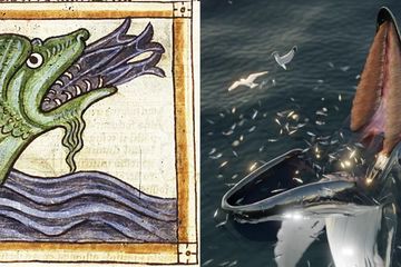 Monster Hafgufa dalam Mitologi Nordik Ternyata dari Kisah Nyata