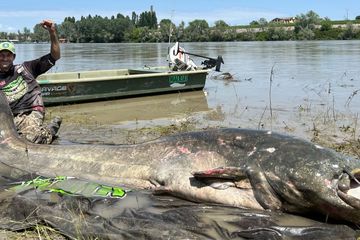 Dunia Hewan: Rekor Dunia, Ikan Lele di Italia Panjangnya Tiga Meter