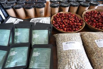 Kopi dan Durian, Pemantik Asa Petani di Desa Dombu