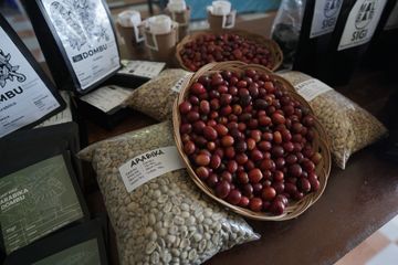 Di Desa Dombu, Kabupaten Sigi, Sulawesi Tengah, umumnya kopi yang ditanam oleh warga adalah varietas robusta. Namun, karena musim panennya yang jarang dan perubahan iklim, pegiat kopi bernama Ismael memulai budidaya varietas arabika.