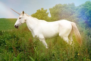 Mitologi unicorn muncil di banyak kisah di seluruh dunia.