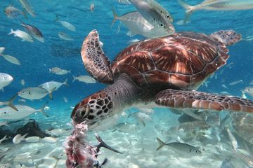 Di dunia hewan laut, ikan dan yang lainnya tidak akan tenggelam, tapi bisa mati tenggelam.