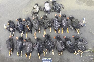 Gelombang Panas Laut di Pasifik Sebabkan Kematian Massal Burung Laut
