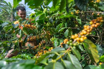 Lembah Colol, Sesap Riwayat Cerita Kopi Rakyat Manggarai