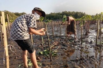Sintalaras dan Forum Komunitas Hijau Membangun Benteng Pesisir Makassar