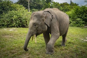 Togar, bayi gajah sumatra (Elephas maximus sumatranus) yang hampir kehilangan kakinya akibat jerat.