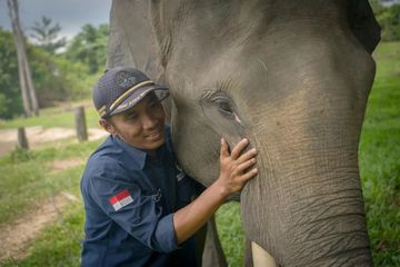 Mengenal Keseharian Mahout, Penjaga Gergasi Rimba