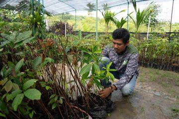 Anggota Rimba Satwa Foundation sedang merawat bibit untuk agroforestri di 