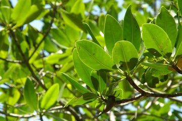 Penanaman bibit mangrove hari ini bisa mengurangi dampak buruk perubahan iklim, mencegah erosi tanah dan abrasi di pesisir pantai.