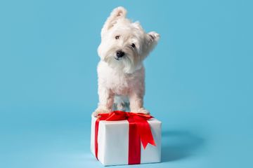Ide hadiah untuk pasangan yang menyukai anjing.