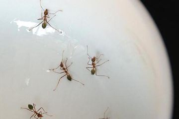 Cara Ampuh Mengusir Semut di Teko Air dan Mencegahnya Datang Kembali, Cuma Pakai 1 Bahan Dapur Ini