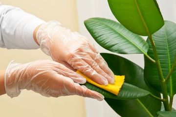4 Cara Menghilangkan Noda Air pada Daun dengan Bahan Dapur, Lebih Aman dan Alami