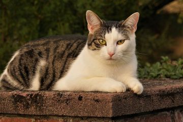Cara Menghilangkan Bau Pesing Kencing Kucing di Tembok Rumah, Semprot Pakai 1 Bahan Dapur Ini
