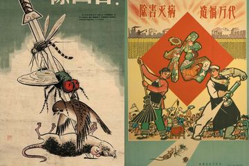 Kolase contoh poster kampanye Four Pests. Jutaan orang mati kelaparan akibat bencana ekologi setelah Mao Zedong melancarkan kampanye yang justru memiliki tujuan mulia.