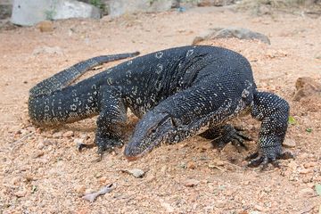 Salah satu pertanyaan yang sering muncul terkait dunia hewan: apakah biawak berbahaya dan apa yang membedakannya dari komodo dalam ekosistem mereka.
