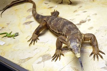 Dunia Hewan: Apa Perbedaan antara Biawak dan Komodo yang Dilindungi?