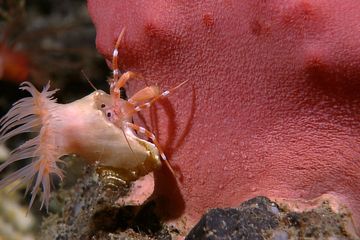 Salah satu satwa yang ada di laut dalam Sangihe Talaud, Indonesia.