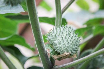 Tumbuhan kecubung  (Datura metel) dapat menyebabkan halusinasi dan kematian. Di sisi lain, tanaman ini berkhasiat sebagai obat penenang dan digunakan sebagai ritual di berbagai kebudayaan dunia.