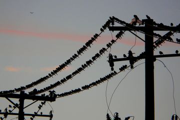 Mengapa burung suka bertengger di kabel listrik bertegangan tinggi dan mengapa mereka tidak tersetrum?