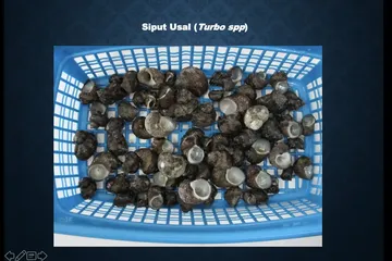 Siput Usal, Sumber Protein Hewani Masyarakat Pesisir Gunungkidul